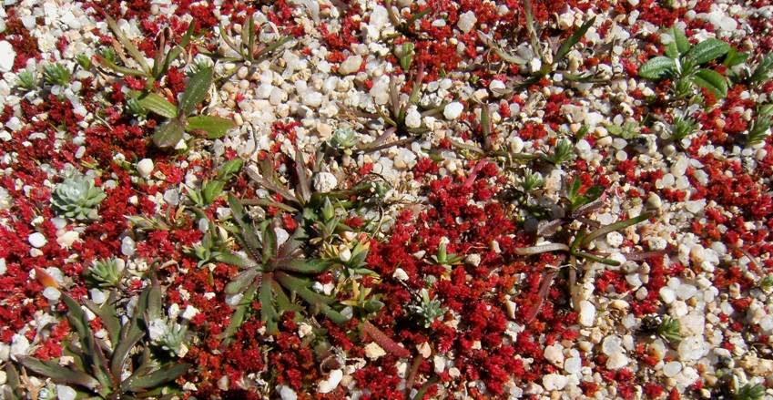 Crassula tillaea (=Tillaea muscosa) (e altre micropiante)